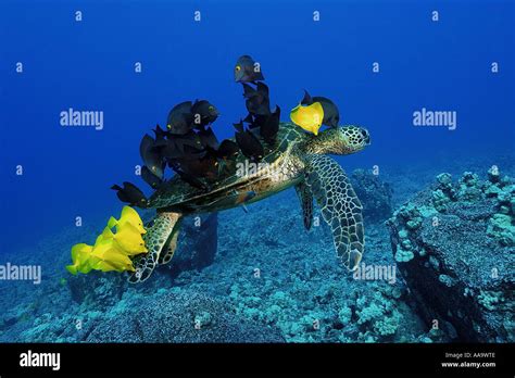 Green Sea Turtle Chelonia Mydas Cleaned By Yellow Tangs And Lined