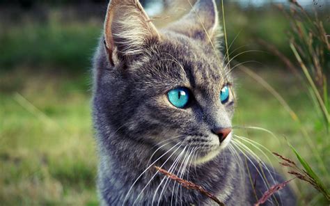 Ojos azules are a relatively new breed of domestic cat. Download wallpapers 4k, Ojos Azules Cat, blur, blue eyes ...