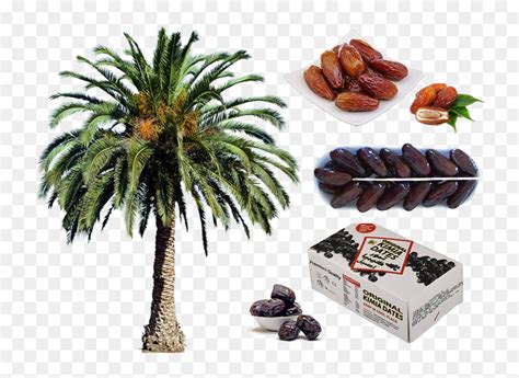 Date Palm Tree Png Transparent Png Vhv