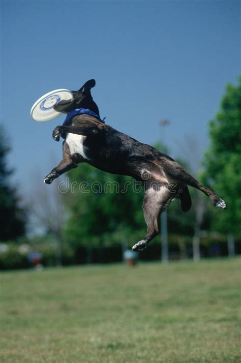 Dog Catching Frisbee At Canine Frisbee Contest Los Angeles California