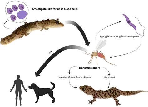Life Cycle Of Leishmania Tarentolae In Sand Flies And Vertebrate Hosts Download Scientific