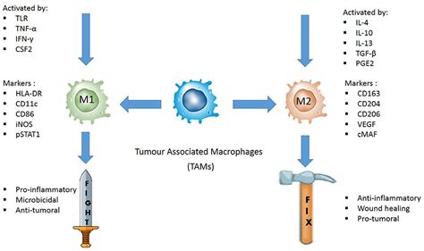 Frontiers Evaluating The Polarization Of Tumor Associated Macrophages