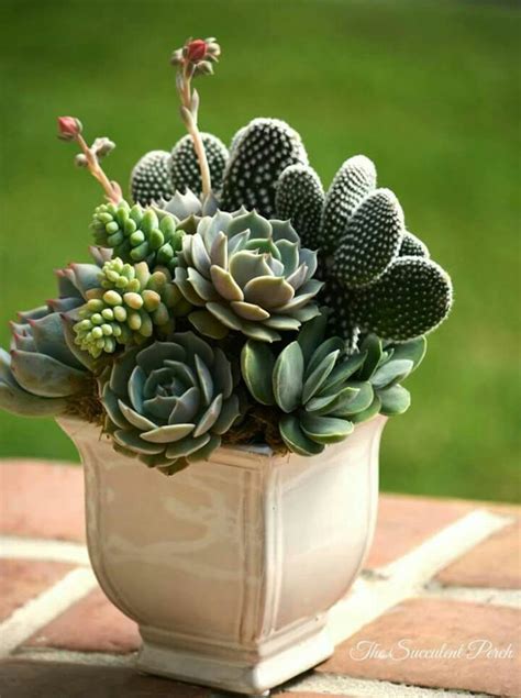 So Simple And So Lovely Succulent Arrangement Succulent Gardening