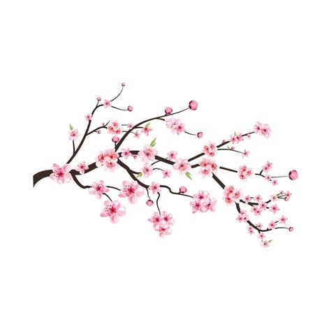 Cherry Blossom Flower Blooming Vector Cherry Blossom Branch With