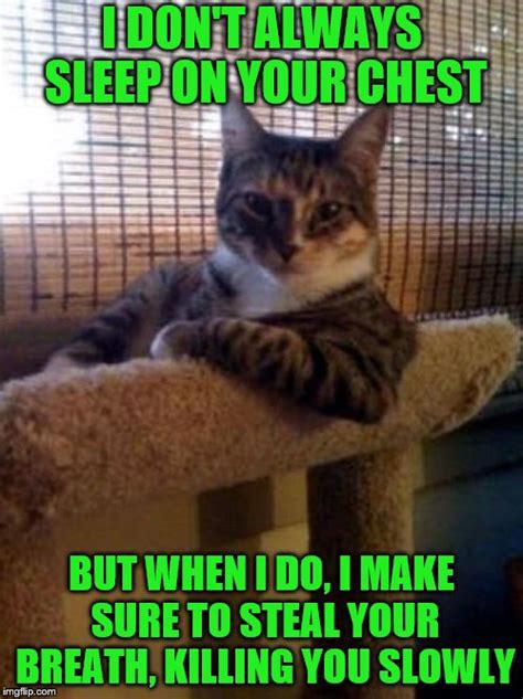 Our cat simone decided to lay on oliver and steal his breath, thus waking him up. The Most Interesting Cat In The World Meme - Imgflip
