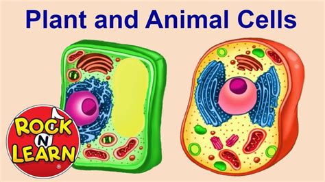Plant And Animal Cells For Kids Youtube Animal Cell Plant And
