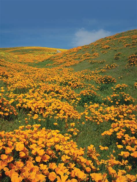 11 Beautiful California Flower Fields You Must Visit This Spring Artofit