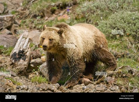 Grizzly Bear Ursus Arctos Horribilis Stock Photo Alamy
