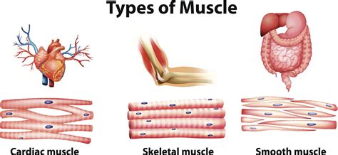 In the muscular system, muscle tissue is categorized into three distinct types: Muscles Of The Body Diagram For Kids - koibana.info ...