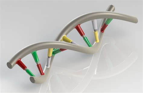 Dna Strand Free D Model Stl Sldprt Sldasm Slddrw Cgtrader Com