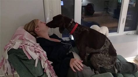 Dog Loves His Mommy German Shorthaired Pointer Kissinglicking And Being A Lap Dog Youtube