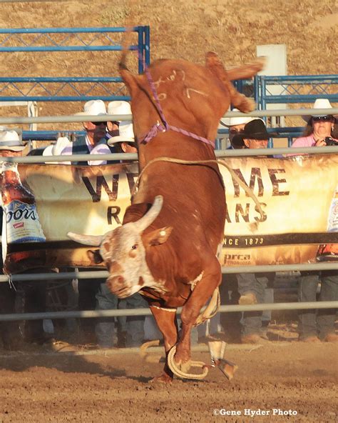 Rank Bull Riding News Whos Your Daddy Thackerville Classic Edition