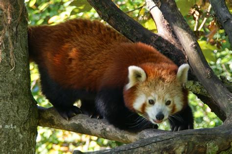Life In The Cenozoic Era Red Panda Ailurus Fulgens