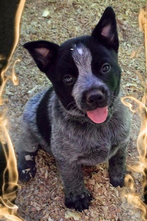 Blue Heeler Puppy Because I Have The Most Beautiful Dog Thats Half