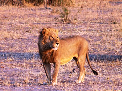 Voir Des Animaux En Afrique Du Sud Quelle Réserve Ou Parc