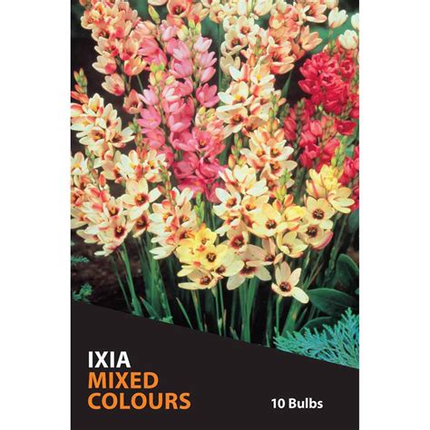 Life In Colour Gladioli Nanus Bulbs Mitre 10