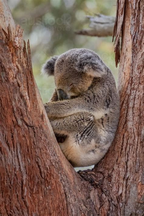 Image Of Koala Sleeping In A Tree Austockphoto