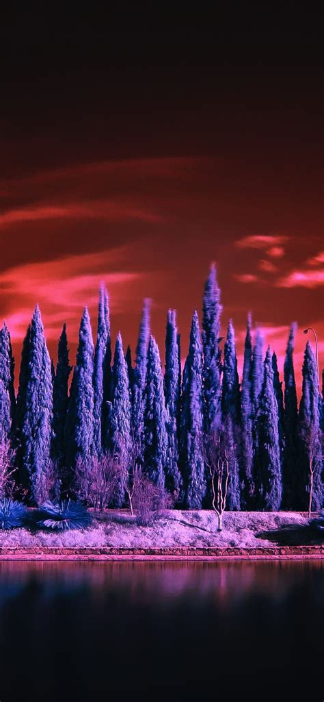 1242x2688 Red Sky Under Purple Trees 4k Iphone Xs Max Hd 4k Wallpapers