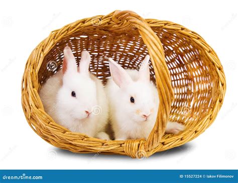 White Rabbits In Basket Stock Photo Image Of Easter 15527224