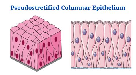 Pseudostratified Columnar Epithelium Definition Structure Functions