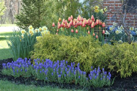 Magnificent Muscari Blooming Now Longfield Gardens