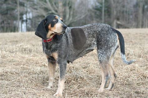 The Bluetick Coonhound The American Hunting Dog