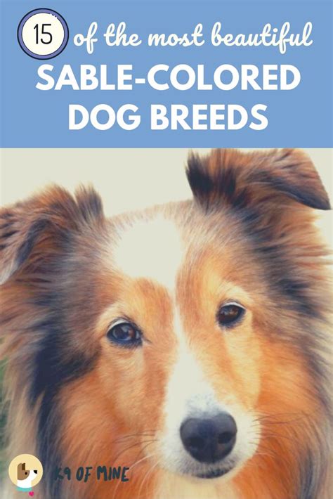 15 Stunning Sable Color Dog Breeds Dog Breeds Dog Breeds List Dogs