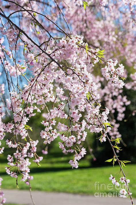 Pink Weeping Cherry Blossoms Photograph By Jennifer White Fine Art
