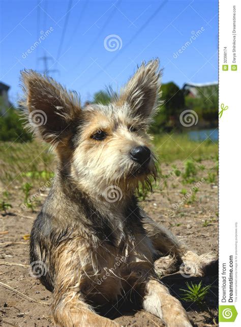 Funny Little Dog With Big Ears Funny Dog Stock Photo Image Of Dogs