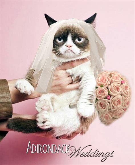 Friday Fun With Grumpy Cat Adirondack Weddings Magazine