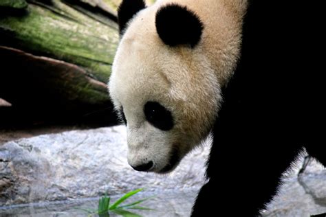 Pandas Of China Wildlife Escapes