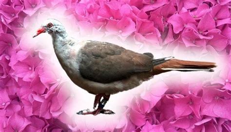 Pink Pigeon Breed Guide Pigeonpedia