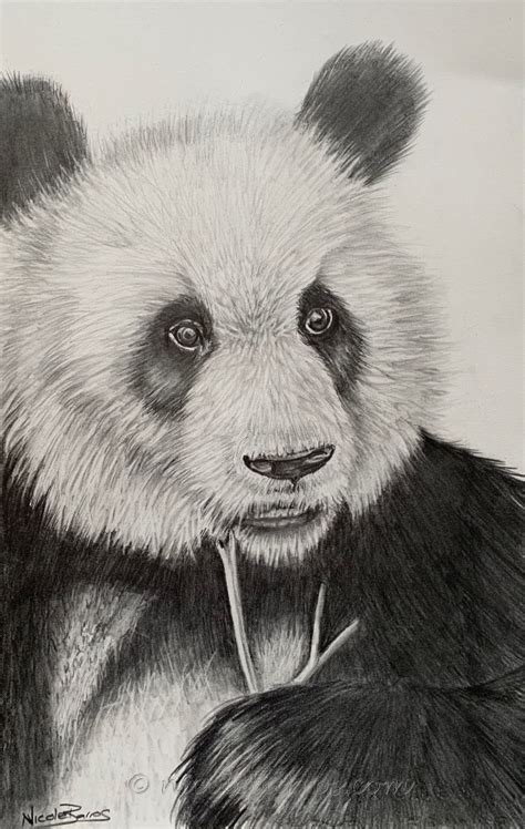 Simple Pencil Sketches Of Animals