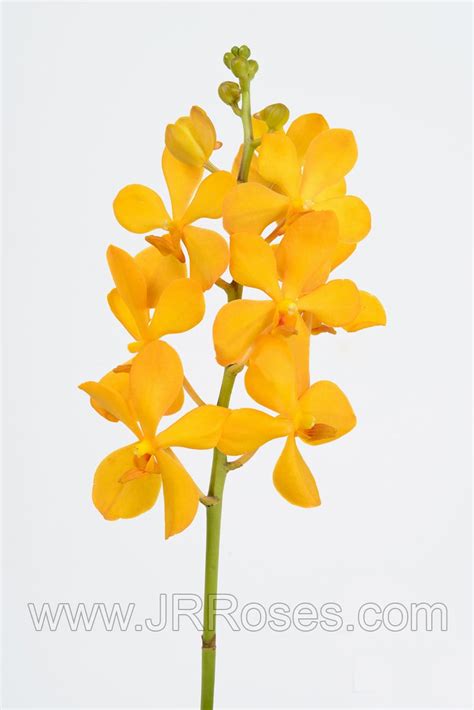 Yellow Mokara Orchids 60 Stems Jr Roses