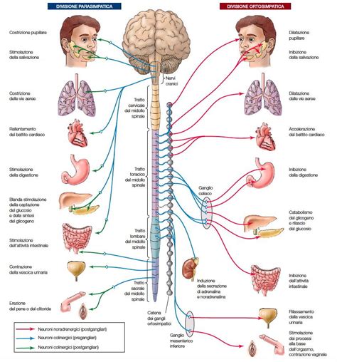 Risultati Immagini Per Lapbook Sistema Nervoso Sistema Nervoso Immagini Del Corpo Sistema