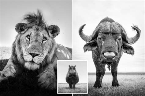Amazing Wildlife Images Captured As Photographer Gets Within Eight Feet