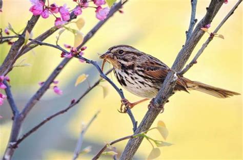 15 Common Backyard Birds To Know Birding Basics Backyard Birds