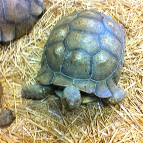 Well you're in luck, because here they come. My new best friend at #prehistoricpets http://Facebook.com ...