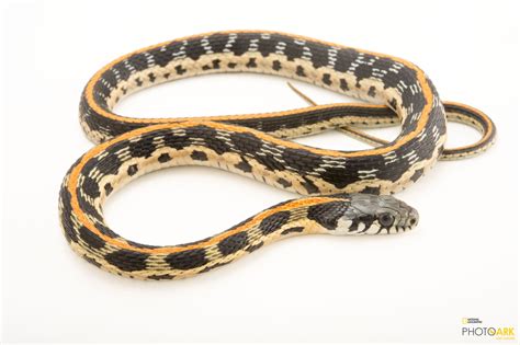 Photo Ark Home Eastern Blackneck Garter Snake National Geographic Society