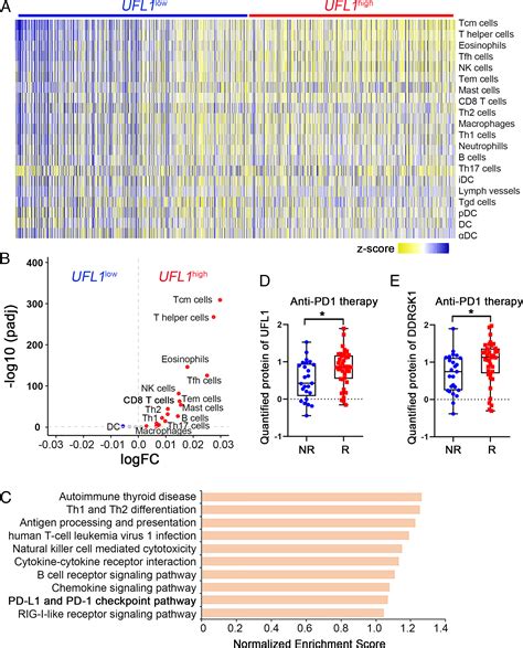 Dysregulation Of Pd L By Ufmylation Imparts Tumor Immune Evasion And