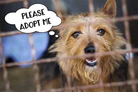 10 Incredible Reasons To Foster Rescue Dogs Tiny Terrier