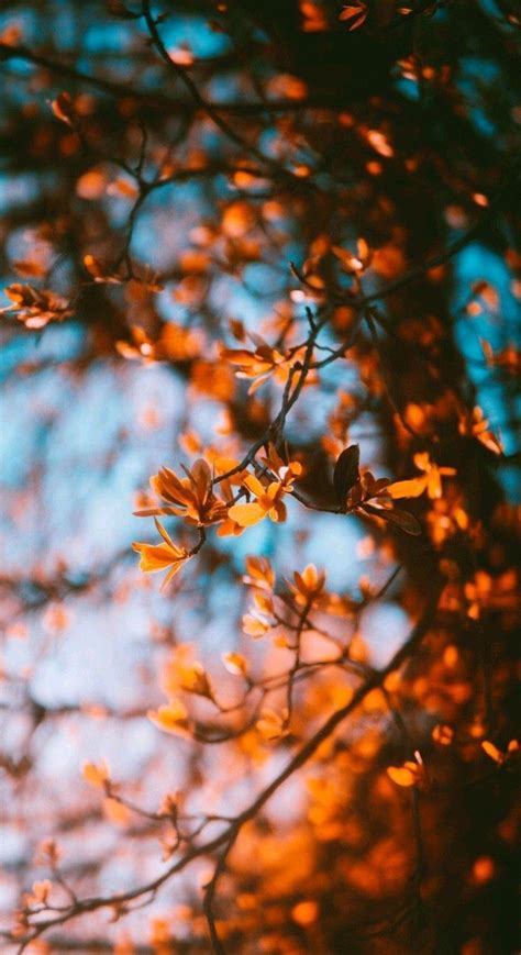 50 Free Amazing Fall Wallpapers For Iphone Vlrengbr