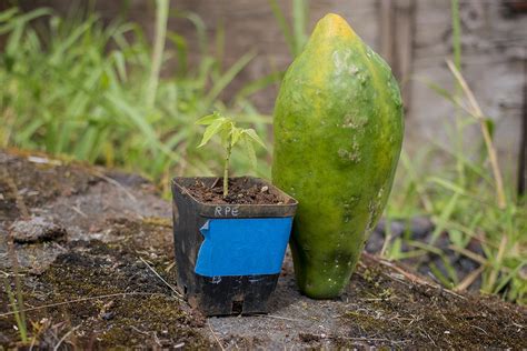 Scored This Heirloom Papaya Sapling And A Fruit From The Mother Plant