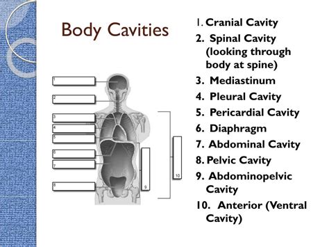 Ppt Intro To The Human Body Directional Terms Planes Quadrants