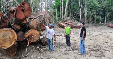 G1 Madeireiros Ilegais Desafiam Combate Ao Desmatamento Na Amazônia