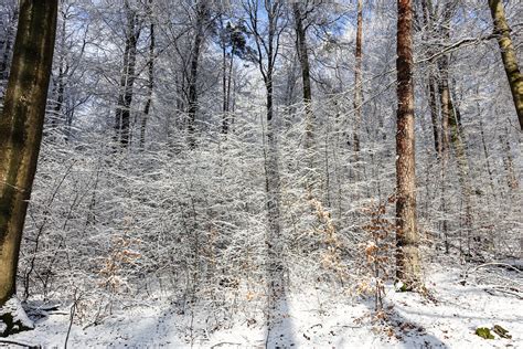 Sunny Winter Snow Forest Free Photo Download Freeimages