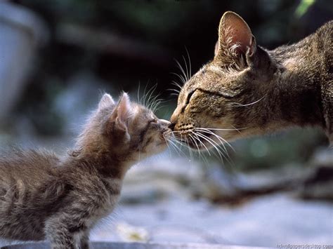 Picture Of A Mother Cat Tenderly Rubbing Noses With Her