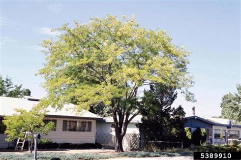 7 Fast Growing Shade Trees Perfect For Home Gardens Dengarden