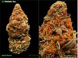 Best Marijuana Ever Pictures