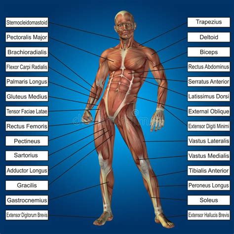 Anatomia D Masculina Humana Com M Sculos E Texto Ilustra O Stock